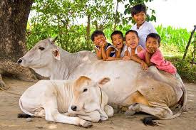 Gau Sewa